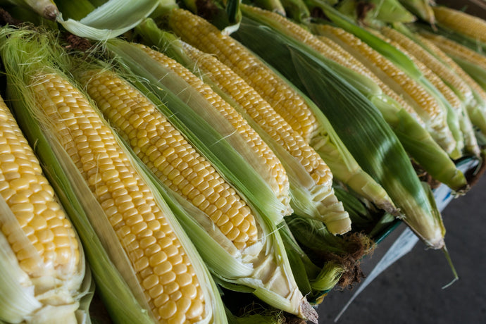 FoliarBlend® Corn Study Shows 80% Increase in Fluorescent Pseudomonad Bacteria