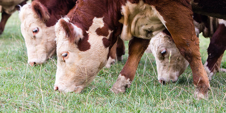 The Cost of Efficiency – Does It Cost More?