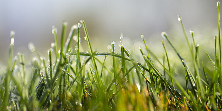 Understanding C3 & C4 Grasses