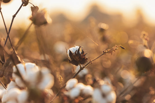 FoliarBlend® Cotton Study Produces 286 Lbs / Acre Lint Increase