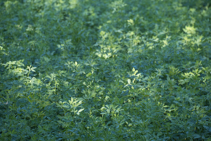 FoliarBlend® Treated Alfalfa Showed Average 2.73 Ton / Acre Increase