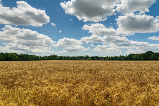 2014-2015 Research - BYU, Idaho - Wheat Trial