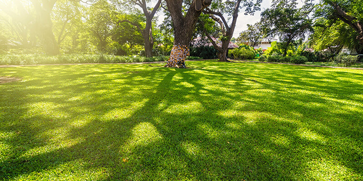 The Science of Shade Grass Management