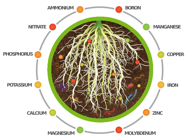 along-with-physical-and-chemical-components-of-a-strong-farm-production