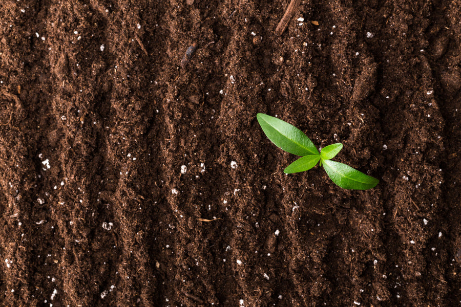 Turf Formula