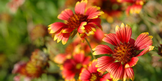 The Ultimate List of the Most Vibrant Fall Shrubs, Perennials, & Trees