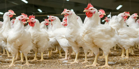 The Fight Against Ammonia