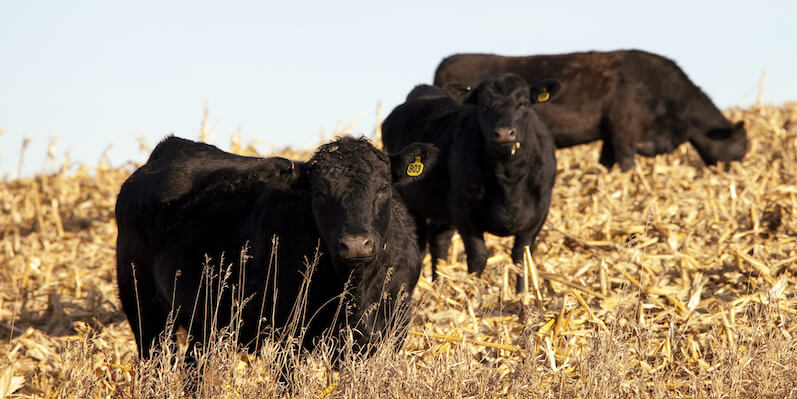 Grazing Corn Stalks