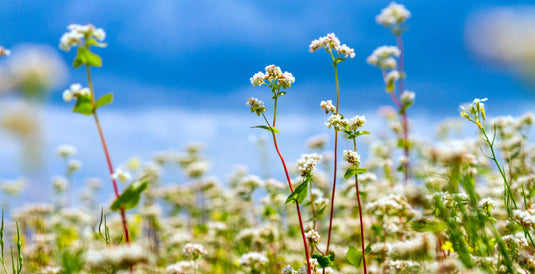 Cover Crops for Enhancing Soil Health and Crop Production