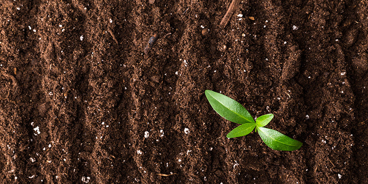 3 Management Practices to Help Improve and Sustain Soil Organic Carbon