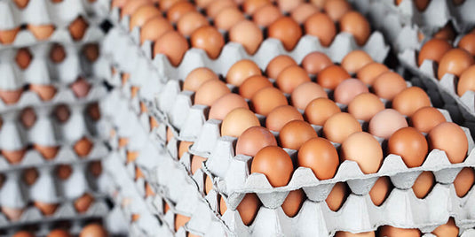 Keep Layer Production High In The Summer Heat