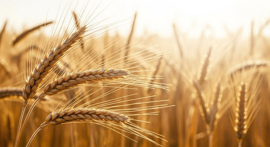 Milo and Winter Wheat - Forty Five Percent Yield Increase