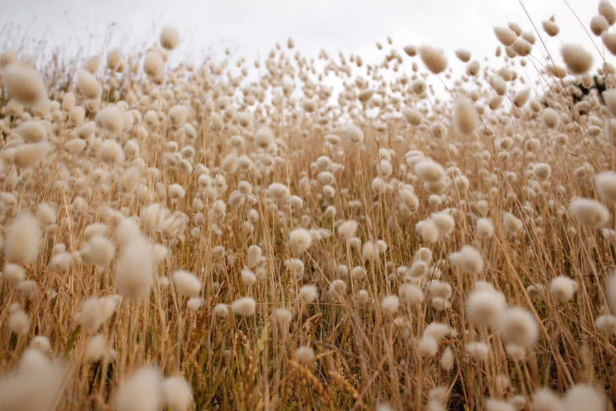 FoliarBlend® Cotton Study shows 278 Lbs / Acre Lint Increase