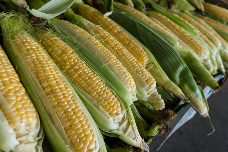 Uruguay Farm Trial Showed a 24% Ton/Ha Increase in Corn Yields