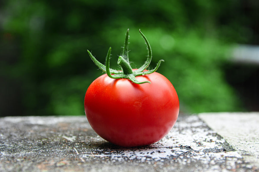 FoliarBlend® and IgniteS2® Increased Tomato Yields 22%