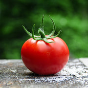 AgriCal Increases Marketable Yield in California Tomato Study