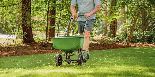 Overseeding Bermudagrass with Perennial Ryegrass