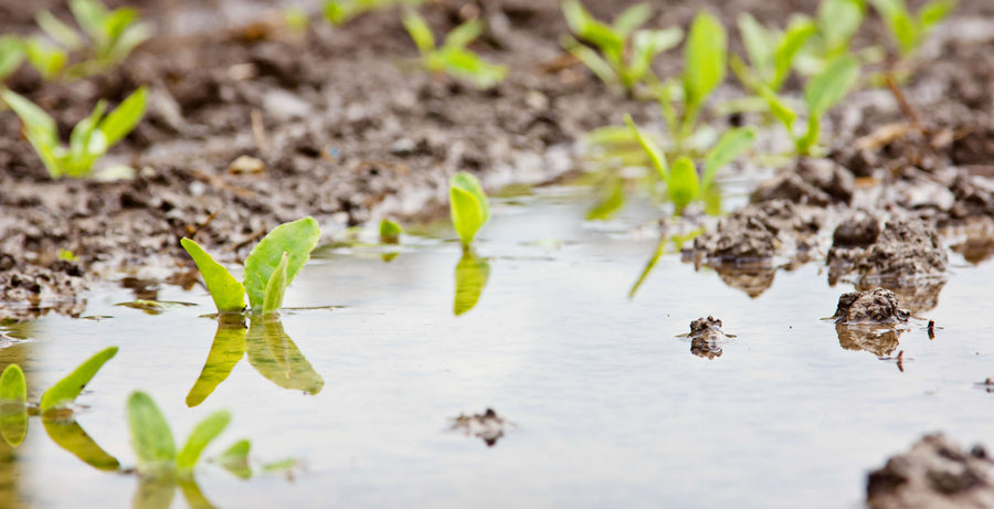 Don't Give Up! Higher Yields and Profits are Still Within Reach