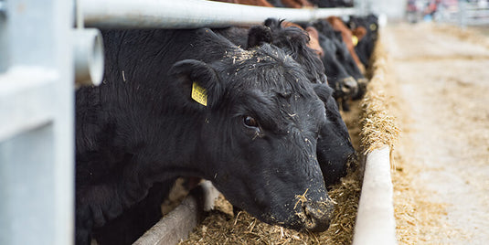 Byproducts in Animal Nutrition