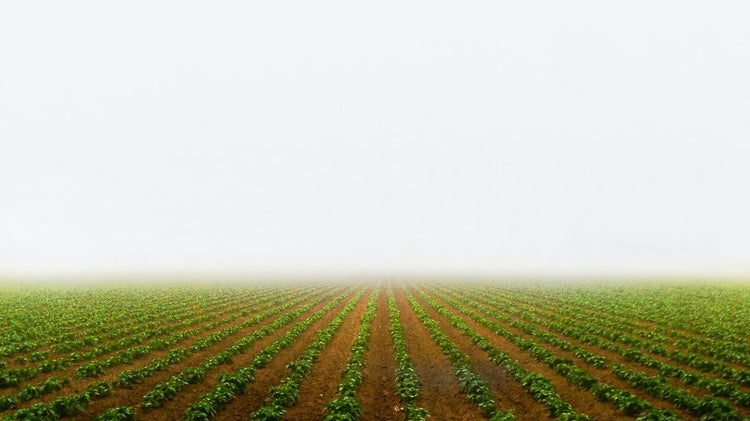 2014 Research - BYU, Idaho - Potato Trial