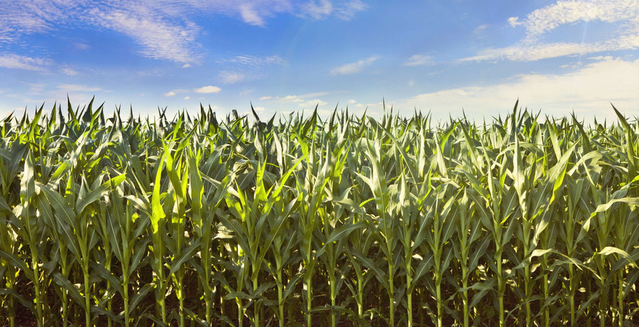 Considering Prevent Planting? Push Yields With AgriGro
