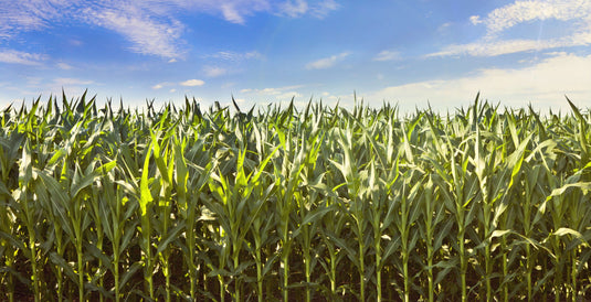 Considering Prevent Planting? Push Yields With AgriGro