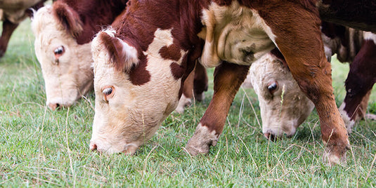 The Cost of Efficiency – Does It Cost More?