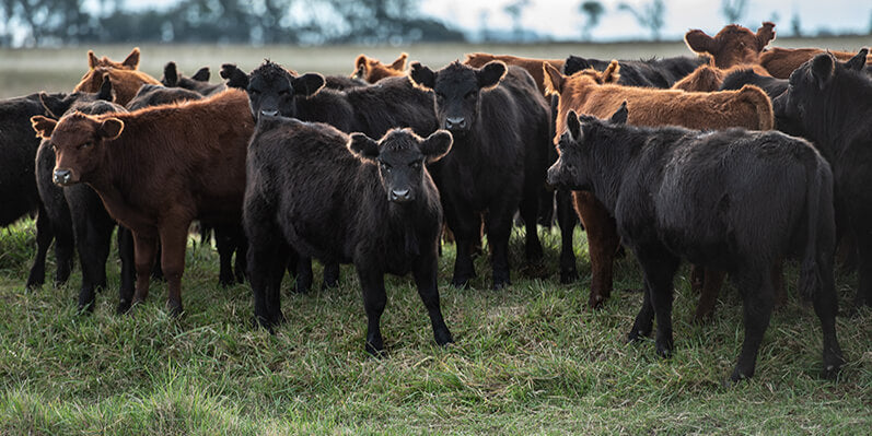To Creep Feed Or Not To Creep Feed…