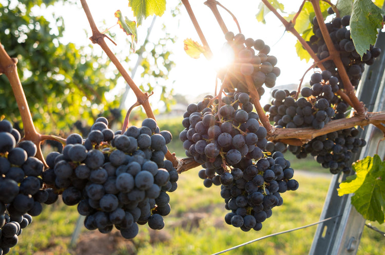 Wine Grape Varieties Show Significant Yield Increase with FoliarBlend® and AgriCal®