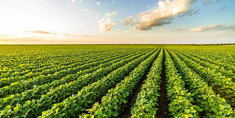 Optimizing Crop Production Through Soil Microbiome Enhancement – AgriGro