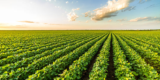 Elements of Crop Production