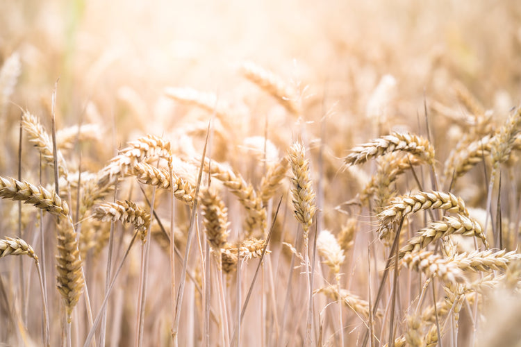 AgriCal® Study Shows Increased Plant Health in Wheat Trial