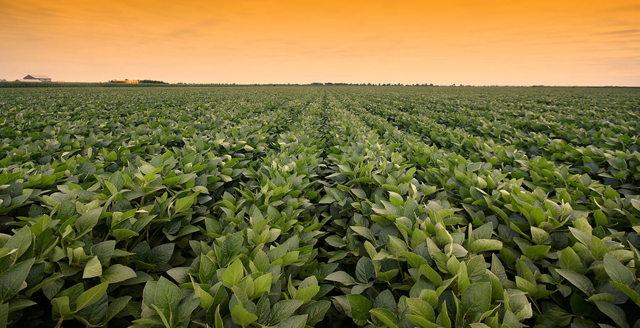 Mick Johnston Discusses the Importance of the Reproductive Stage of Growth