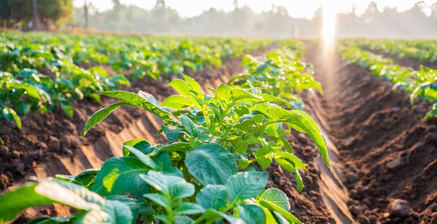 Add Life with AgriGro® to Maximize Crop Production