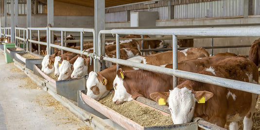 Feeding Cattle In A High Dollar Corn Market