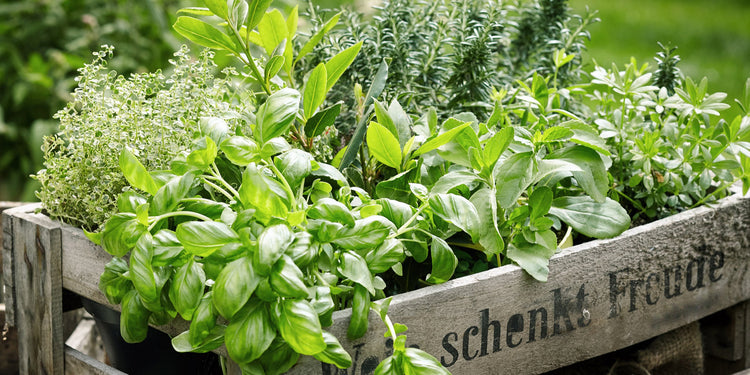 Fresh Herbs All Year Long