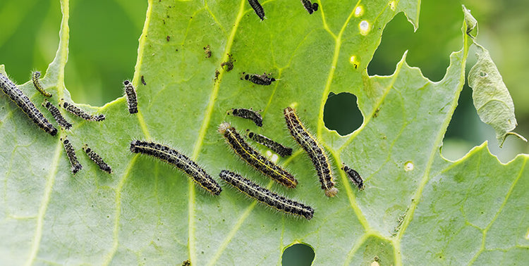 How to Fight Garden Pests Naturally
