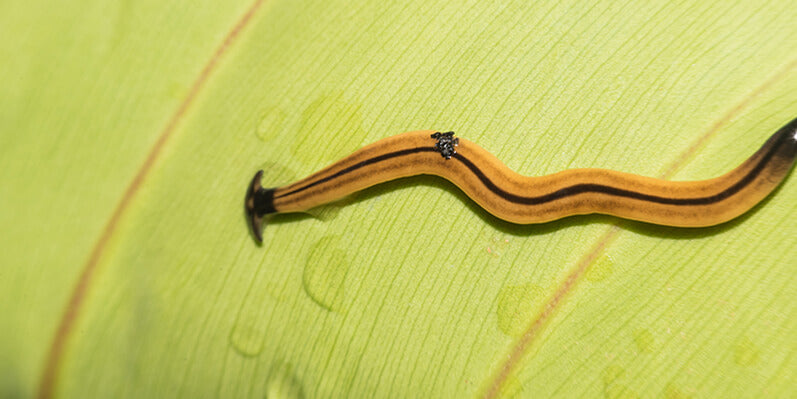 Hammerhead Predatory Worm Migration and What You Can Do About It