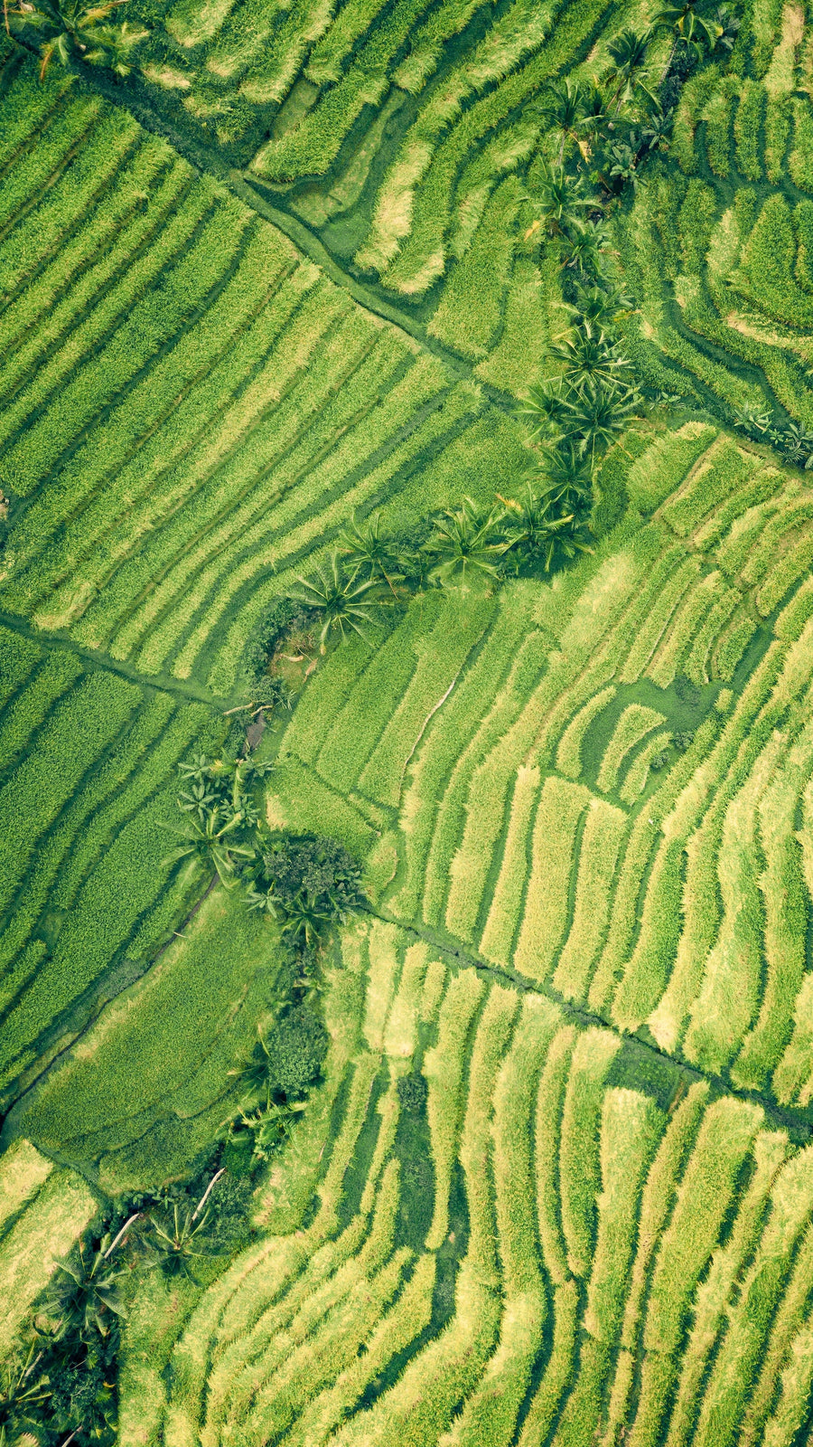 AgriGro® Nutritional Supplement Increases Rice Yields 16 BPA