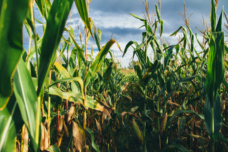 Ultra® Boosts Corn Yields by 7.5 BPA in Iowa Organic Study