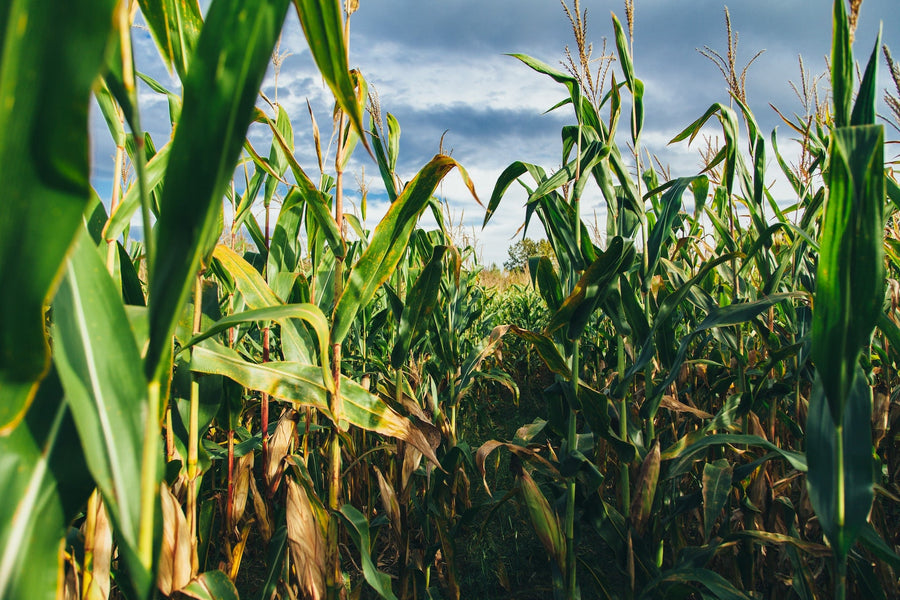 IgniteS2® Study Produces 10.32 BPA Increase in Corn