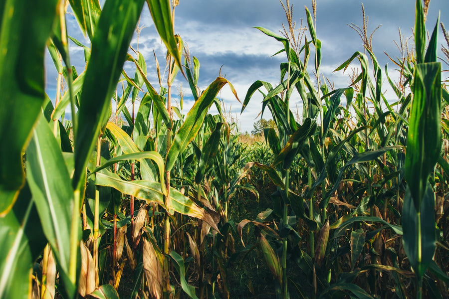 Build Momentum in Your Organic Crop Production with Ultra®