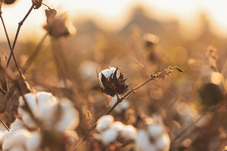 University of California – Davis Study Produces Cotton Yield Increases