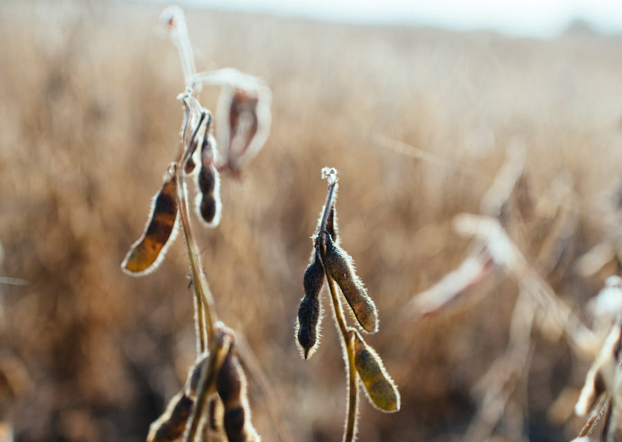 FoliarBlend® Treated Soybean Plots Show Increased Levels of Fluorescent Pseudomonad Bacteria