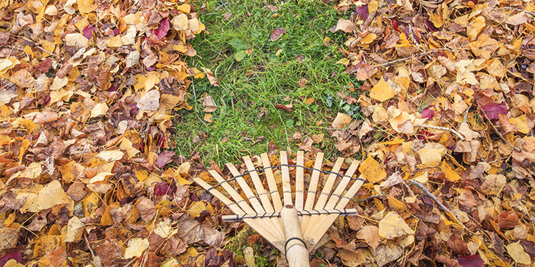 Fall Leaf Removal