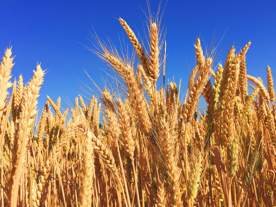 FoliarBlend® Shows a +8 BPA Yield Increase in Spring Wheat Over Control
