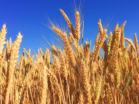 One Application of FoliarBlend® Increased Barley Yield