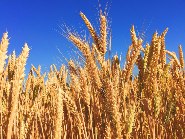 One Application of FoliarBlend® Increased Barley Yield