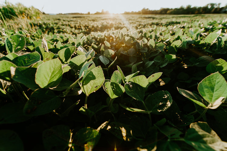 Uruguay Soybean Farm Trial Shows 15 k/ha Increase Using FoliarBlend®