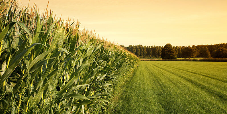 Mid-Season Nutrient Availability And Stress Management • Hunter Smith | Agronomy Advisor